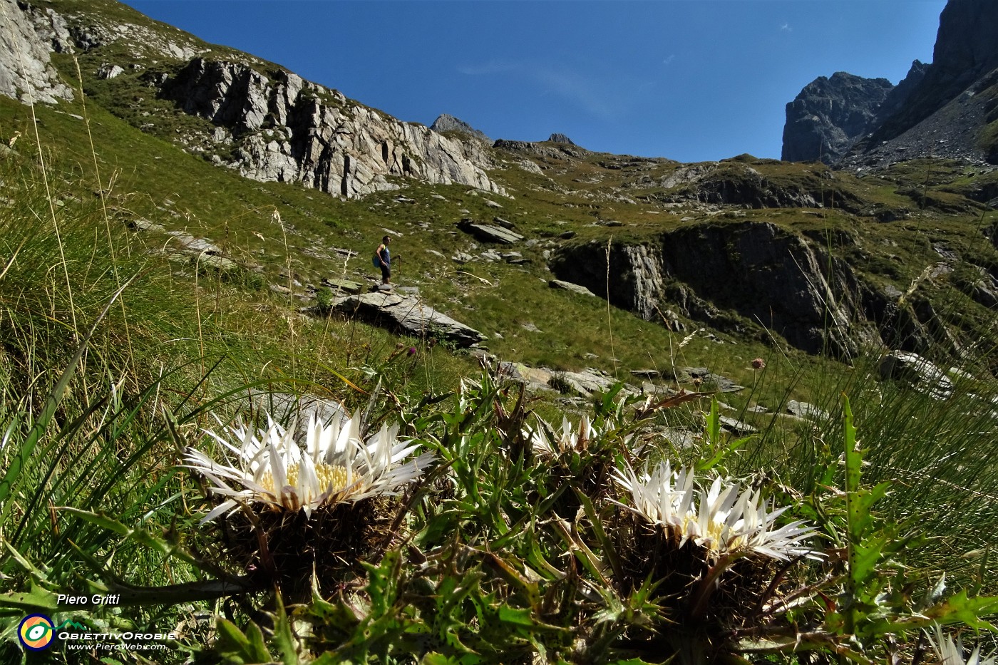 37 Carlina bianca in piena fioritura...anticipata x il caldo.JPG